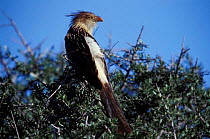 Guira cuckoo {Guira guira} calden forest, La Pampa, Argentina