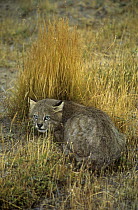 Pampas cat wild {Felis colocolo} Patagonia, Argentina