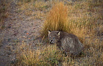 Pampas cat - wild {Felis colocolo} Patagonia, Argentina