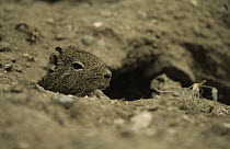 Wild guinea pig / Pampas cavy {Cavia aperea} emerging from burrow, Argentina