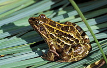 Frog {Leptodactylus ocellatus} La Pampa, Argentina