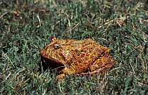 Horned frog {Ceratophrys ornata} La Pampa, Argentina