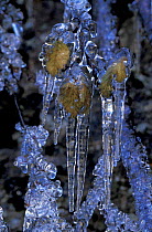 Icicles on frozen leaves Alpes maritimes, France