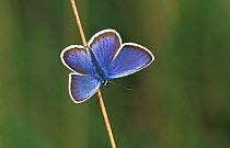 Silver studded blue butterfly {Plebejus argus} Brasschaat, Belgium