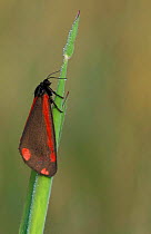 Cinnabar moth {Tyria jacobaeae} Brasschaat, Belgium