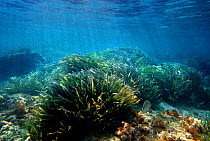 Neptune seagrass {Posidonia oceanica} forms large prairies of grass in well lit seabeds. Mediterranean Spain