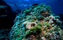 Photophilic algae covering well illuminated rocks on seabed, includes {Codium bursa} alga. Mediterranean