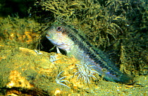 Blenny {Blennius rouxi} Mediterranean Spain. Common fish in rocky areas and seagrass prairies.