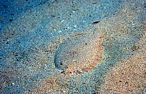 Wide-eyed flounder camouflaged on sandy seabed {Bothus podas} Mediterranean Spain