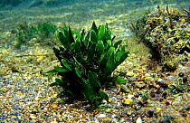 Macro algal seaweed {Caulerpa prolifera} Mediterranean