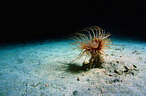 Tube sea anemone {Cerianthus membranaceus} Mediterranean