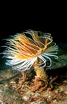 Tube sea anemone {Cerianthus membranaceus} Mediterranean