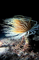 Tube sea anemone {Cerianthus membranaceus} Mediterranean Spain