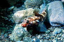 Red mouthed goby {Gobius cruentatus} Alboran sea, Mediterranean.