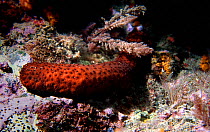 Cotton spinner sea cucumber {Holothuria forskali} Mediterranean