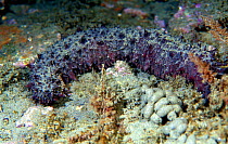 Sea cucumber {Holothuria tubulosa} Mediterranean