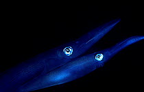Two Common squid at night {Loligo vulgaris} Mediterranean
