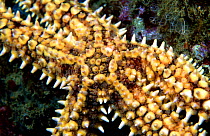 Spiny starfish close-up {Marthasterias glacialis} Mediterranean