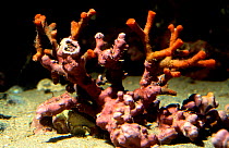 False coral {Myriapoda truncata}, colonial byrozoans, Mediterranean