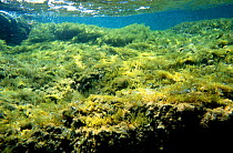 Underwater landscape of shallow rocky platform that emerges partly at low tide with seaweeds {Cystoseira mediterranea} + {Padina pavonica}, Tabarca Is, Alicante, Spain