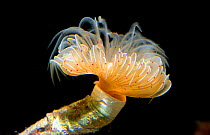 Tube worm / feather duster {Protula tubularia} Mediterranean