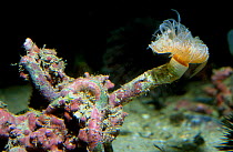 Tube worm / feather duster {Protula tubularia} Spain Mediterranean