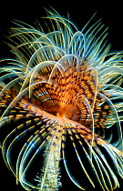 Tube worm close-up /feather duster {Sabella spallanzanii} Mediterranean
