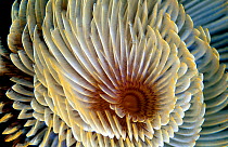 Tube worm close-up of retractable gills {Sabella spallanzanii} Mediterranean - feather duster