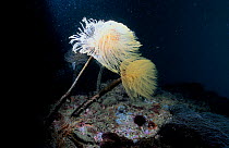 Tube worms {Sabella spallanzanii} Mediterranean - feather dusters