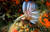 Tube worm {Sabella spallanzanii} Mediterranean - feather duster