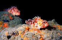 Two Scorpionfish {Scorpaena scrofa} Mediterranean