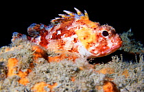 Scorpionfish {Scorpaena scrofa} Mediterranean