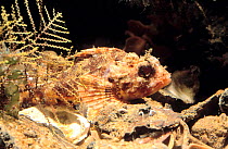 Scorpionfish {Scorpaena porcus} Mediterranean
