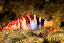 Painted comber fish {Serranus scriba} Mediterranean