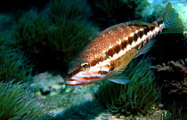 Blacktail comber fish {Serranus atricauder} Spain Alboran sea, Mediterranean