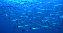 Mediterranean barracuda shoal {Sphyraena sphyraena} Mediterranean