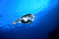Marbled electric ray swimming {Torpedo marmorata} Mediterranean
