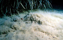 Marbled electric ray burying itself in sand {Torpedo marmorata} Mediterranean