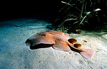 Marbled electric ray on seabed {Torpedo marmorata} Mediterranean