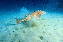 Marbled electric ray swims away from sandy seabed {Torpedo marmorata} Mediterranean