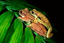 Marbled treefrog {Phrynohyas venulosa} Male and female in amplexus, Ecuadorian Amazon.