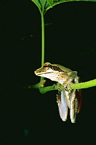 Large treefrog {Osteocephalus taurinus}, hanging from branch, Yasuni NP, Ecuador