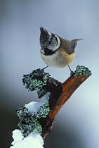 Crested tit {Lophophanes cristatus} winter Scotland