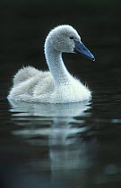 Mute swan cygnet on water {Cygnus olor} Cheshire, England, UK
