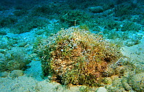 Mermaid's wineglass seaweed {Acetabularia acetabulum} Mediterranean