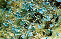 Mermaid's wineglass seaweed {Acetabularia acetabulum} Mediterranean