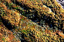 Peacocks tail seaweed exposed at low tide {Padina pavonica} Spain