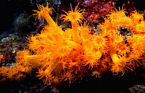 Golden cup coral polyps {Astroides calycularis} Mediterranean