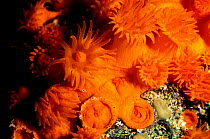 Golden cup coral open + closed polyps {Astroides calycularis} Mediterranean