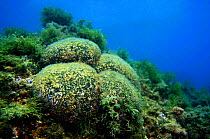 Seaweed {Codium bursa} Mediterranean